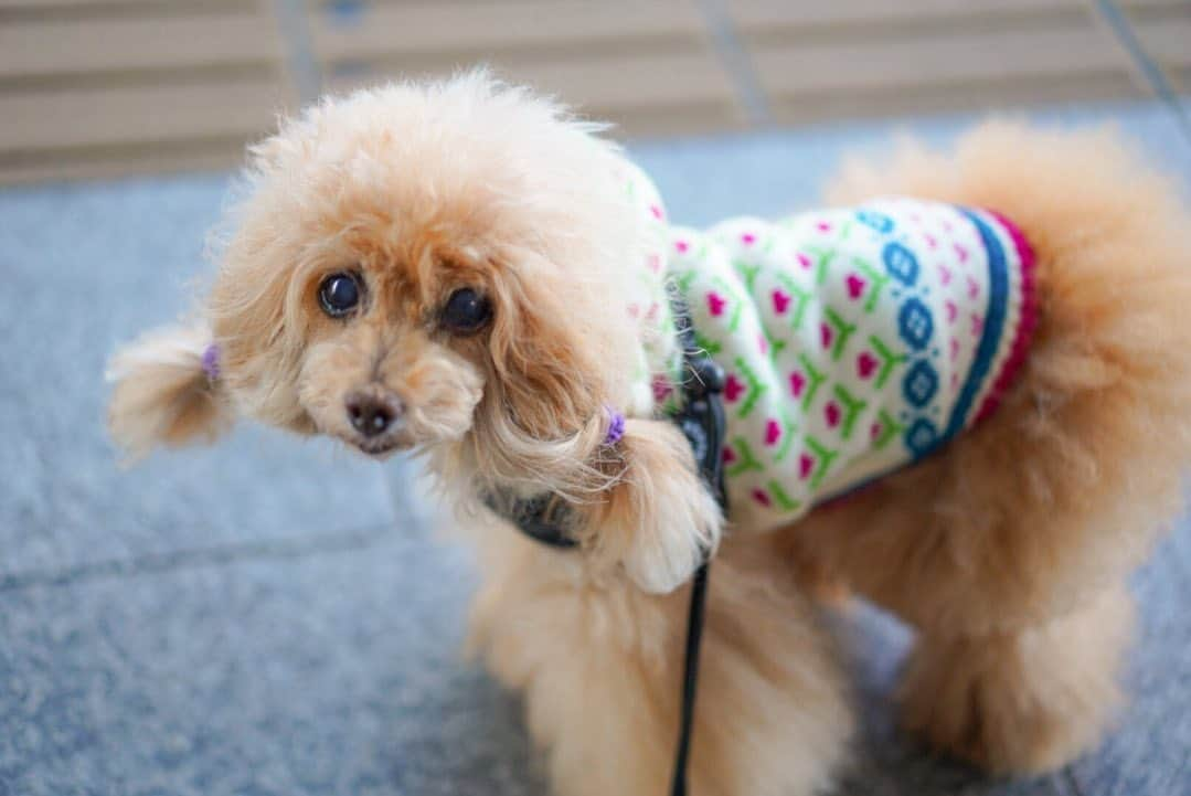 Toypoodle Mikuru?Asakusa Tokyoさんのインスタグラム写真 - (Toypoodle Mikuru?Asakusa TokyoInstagram)「20201104 Wednesday. Good morning! Friends ♥️ . 晴天☀️ お散歩日和の朝です。 仕事しないでこのまま みくると遊びに行きたいなぁ🥺 . #雷門 #ツァイス写真部 #ツインテール  #あざとい #上目遣い . #toypoodle#poodle#poodle_playoffs#みくるん#トイプードル#プードル#タイニープードル#ワンコなしでは生きて行けません会#貴婦狗 #東京トイプードル #asknowasdewan公式アンバサダー #inuclub_jpn #asknowasdewan#poodlesofinstagram #dogsofinstagram#instadog#dog#igersjp#cutedog #dog_features #purapurafamily @i.am.mikuru #토이푸들 #浅草」11月4日 8時03分 - purapura299