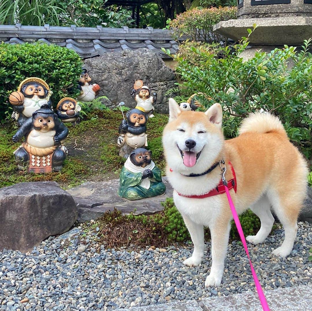 のインスタグラム：「スポーツの秋 #化野念仏寺 #狸の置物 #春てんはんなり京都旅2020」