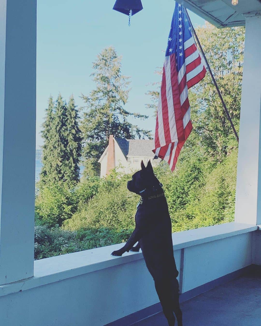エミリー・スワローのインスタグラム：「@normajeanmeatballs can’t vote, but she says she is inspired by all of us who have done so.  I feel the same way; I am humbled  to live in this country surrounded by passionate, hopeful people who want us to be the best we can possibly be. * * * #electionday #vote #lifelibertyandthepursuitofhappiness #loveoneanother❤️」