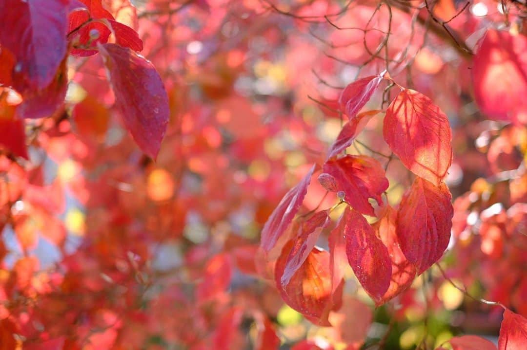 奈良 長谷寺 / nara hasederaのグルメインスタ