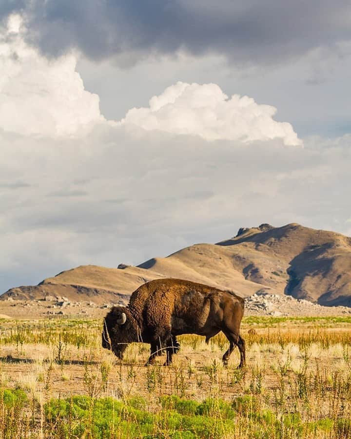 National Geographic Travelさんのインスタグラム写真 - (National Geographic TravelInstagram)「Photo by @stephen_matera / Antelope Island State Park, situated in the middle of the Great Salt Lake in Utah, contains one of the largest free-roaming herds of bison, ranging from 500 to 700 in population. Pronghorn antelope and mule dear are also abundant on the island. The island is accessible via a causeway connecting it to the mainland. Follow me @stephen_matera for more images like this from Utah and around the world. #bison #buffalo #greatsaltlake」11月4日 8時35分 - natgeotravel
