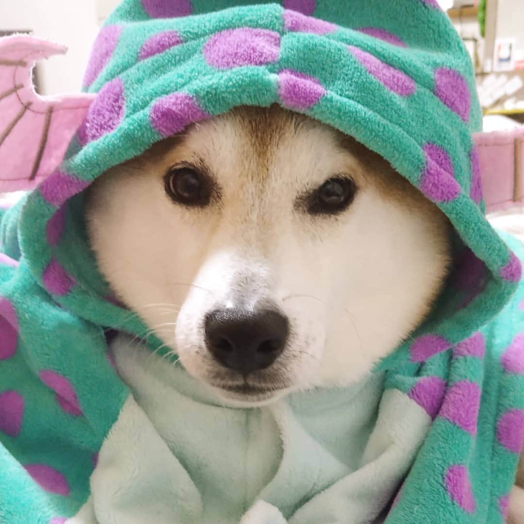 柴犬⭐️サスケのインスタグラム：「おはわん #柴犬#赤柴#わんだフォ #いぬのいる暮らし #ふわもこ部 #犬ら部 #pecoいぬ部 #shibagram #shibasnap #shibastagram #🐶📷#🐶#茶助#嫌がる#固まる#サリー#ディズニー」