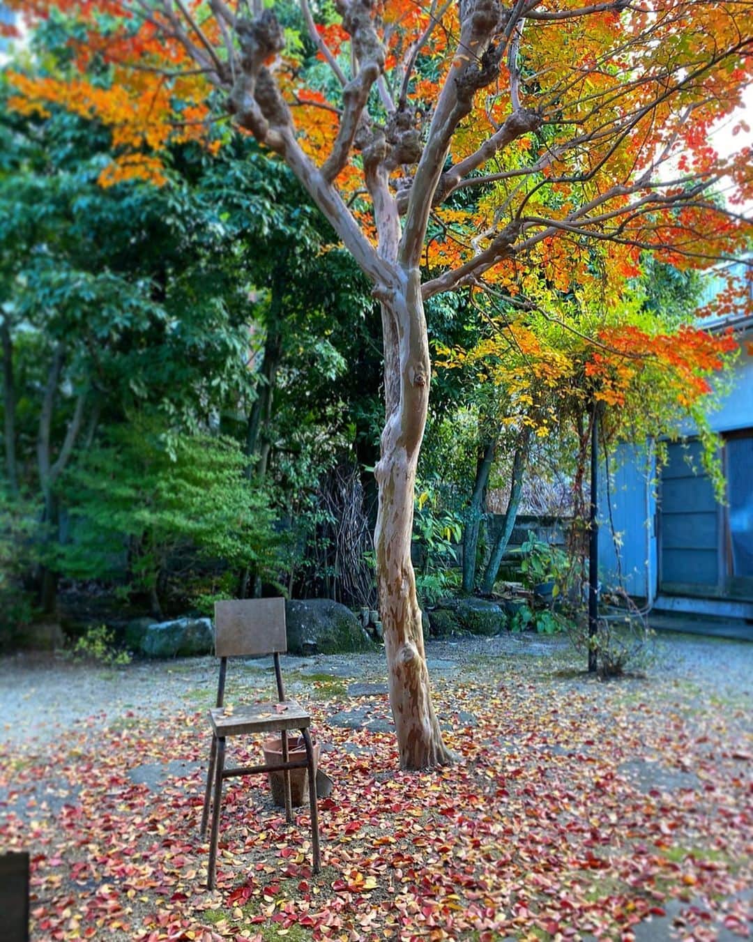 cafezakkagallery-flagのインスタグラム：「▪︎紅葉▪︎ 少しづつお庭のサルスベリが うっすらと葉っぱ達が色づいてきました。 景色をお楽しみつつランチやスイーツを ゆっくりとお楽しみ下さいませ。 枚方市クーポンも使用出来ます。 ずーっとこの景色見てたいなぁ。。  でもランチ作らなきゃ。。。  #cafeFLAG #cafezakkagalleryflag  #大阪カフェ #大阪カフェ巡り #枚方市 #枚方カフェ #枚方クーポン」