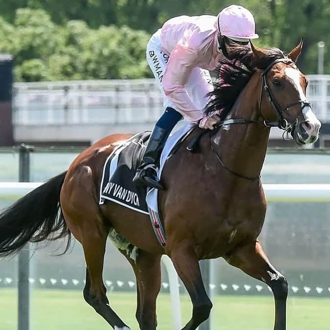 シャーニ・ヴィンソンさんのインスタグラム写真 - (シャーニ・ヴィンソンInstagram)「Yesterday ‘Anthony van Dyck’ became the 6th racehorse in 7 years to die running the #MelbourneCup. The super fit 5 year old had to be euthanised after breaking his leg during ‘the race that stops the nation.’ For too long these majestic animals have been mistreated and abused all to support a cheap thrill and humanity’s obsession with greed and money. Enough is enough Australia. Now’s the time to band together in support of these beautiful creatures, be their voice and become ‘the nation that stops the race.’ 🚫🐎  #animalrights #standup #animalcruelty #activist #lovehorses #nuptothecup #saynotogambling #bandtogether #rip #anthonyvandyck」11月4日 9時36分 - sharnivinson