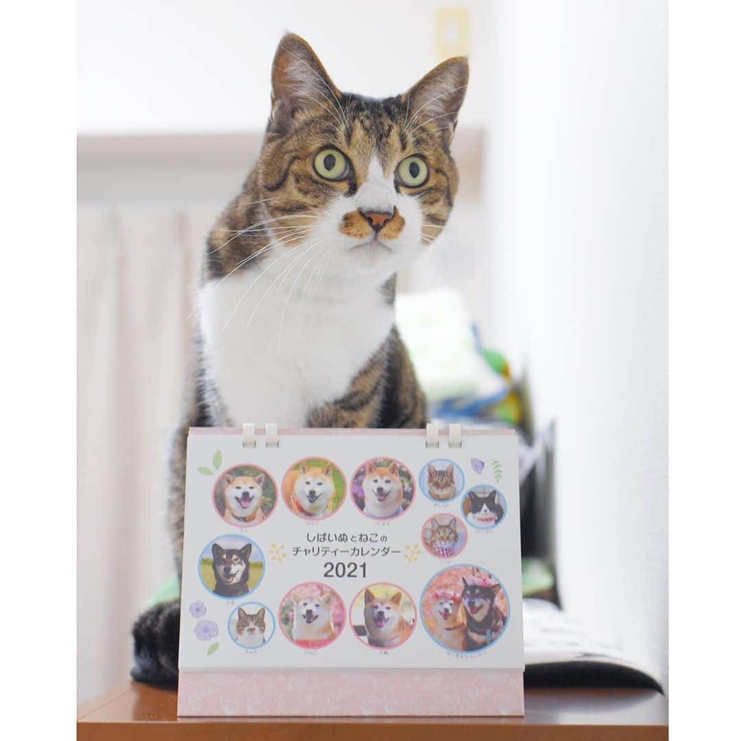 meekooのインスタグラム：「犬猫仲間と作った『しばいぬとねこのチャリティーカレンダー2021』は、ネット販売分が完売まであと110冊ほどになりました✨ 印刷・発送費を引いた売り上げはすべて動物愛護団体へ寄付させていただきます。 皆さまのご協力をお願いします🙏🏻🍀 ご注文方法はプロフィールにあるリンク先からご確認くださいね📝 #表も裏も同じ月 #職場でもご家庭でも使えます」