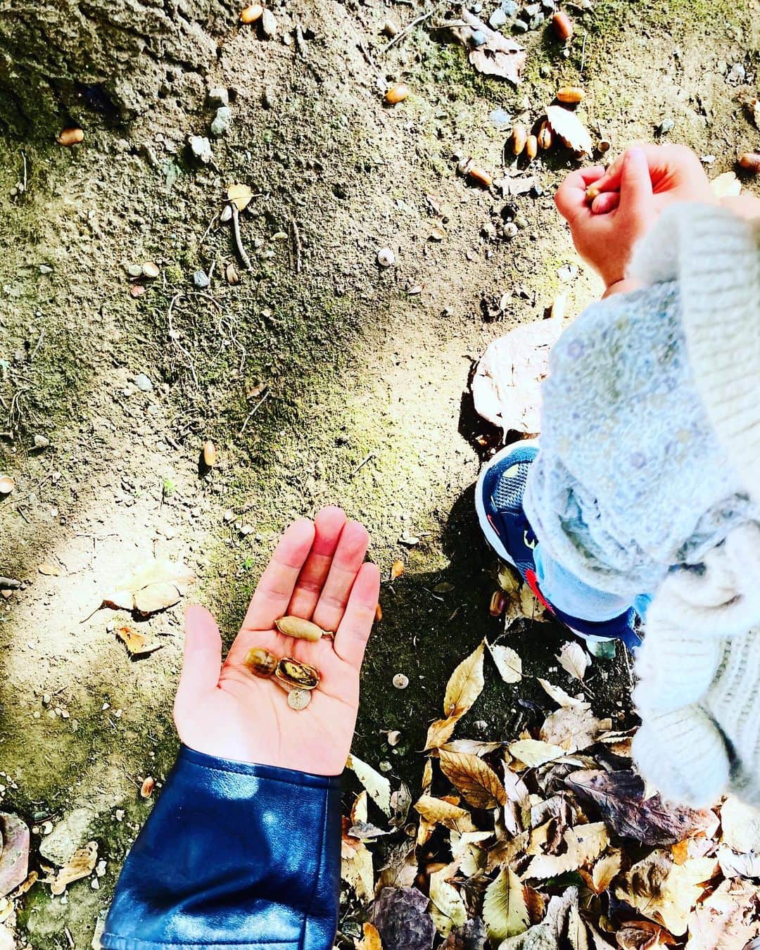 Shingo Okamotoのインスタグラム：「どんぐりの帽子拾い、秋の自然を楽しんでます🌰🍂🍁🍠」