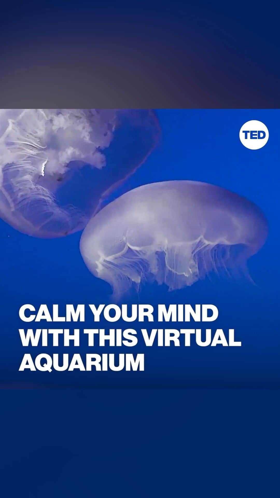TED Talksのインスタグラム：「Feeling stressed? We've got you! Today, we broadcasted a stream — OK, it was more like an entire 🐠🌊OCEAN 🦈🐟 — of jellies, kelp forests, sharks and more from our friends at @MontereyBayAquarium! Take a deep breath, sit back and relax with this hour of serene visuals, music, fun ocean facts and inspiration from TED speakers! PS: And if you're looking for even more ways to unwind, check out these super-chill TED Talks: http://t.ted.com/GrjTYW9」