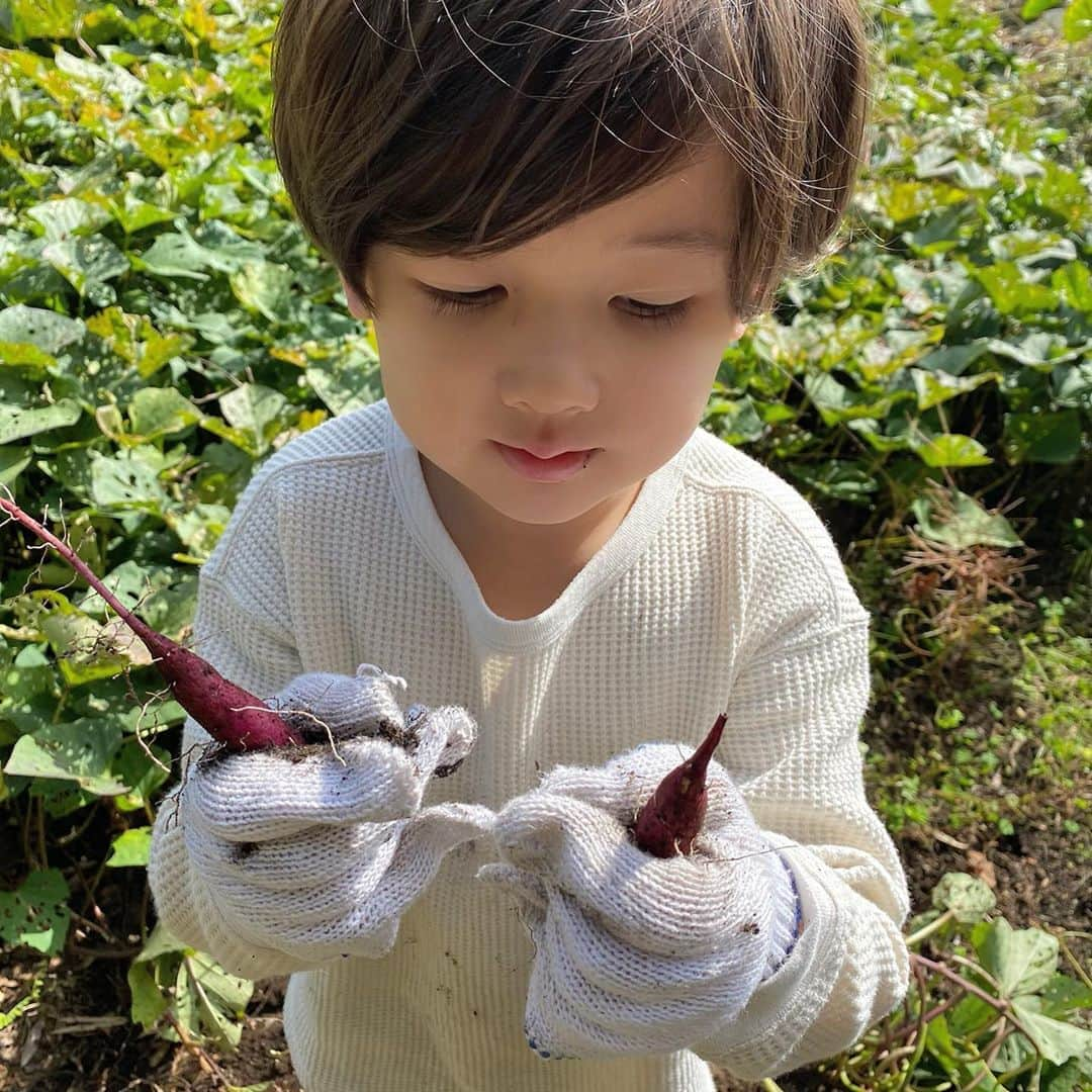 クリスティー麻里子さんのインスタグラム写真 - (クリスティー麻里子Instagram)「さつまいも掘りに挑戦！🍠 小さいのや大きいのや、いーっぱい掘りすぎてしばらくは芋料理です😼  #さつま芋掘り #芋掘り #さつまいも #秋の収穫 #男の子ママ #兄弟ママ #二児ママ #3歳差育児 #3歳差兄弟 #子育て」11月4日 10時06分 - christymariko