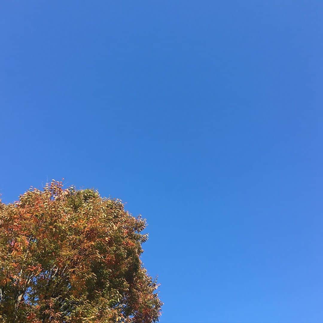 今村沙緒里のインスタグラム：「Beautiful day☺︎ 良い天気！！ 紅葉も空気もきれい。 Have a nice day🦋 #autumn #sky #beautiful #가을 #하늘　#秋晴れ #空 #朝の散歩」