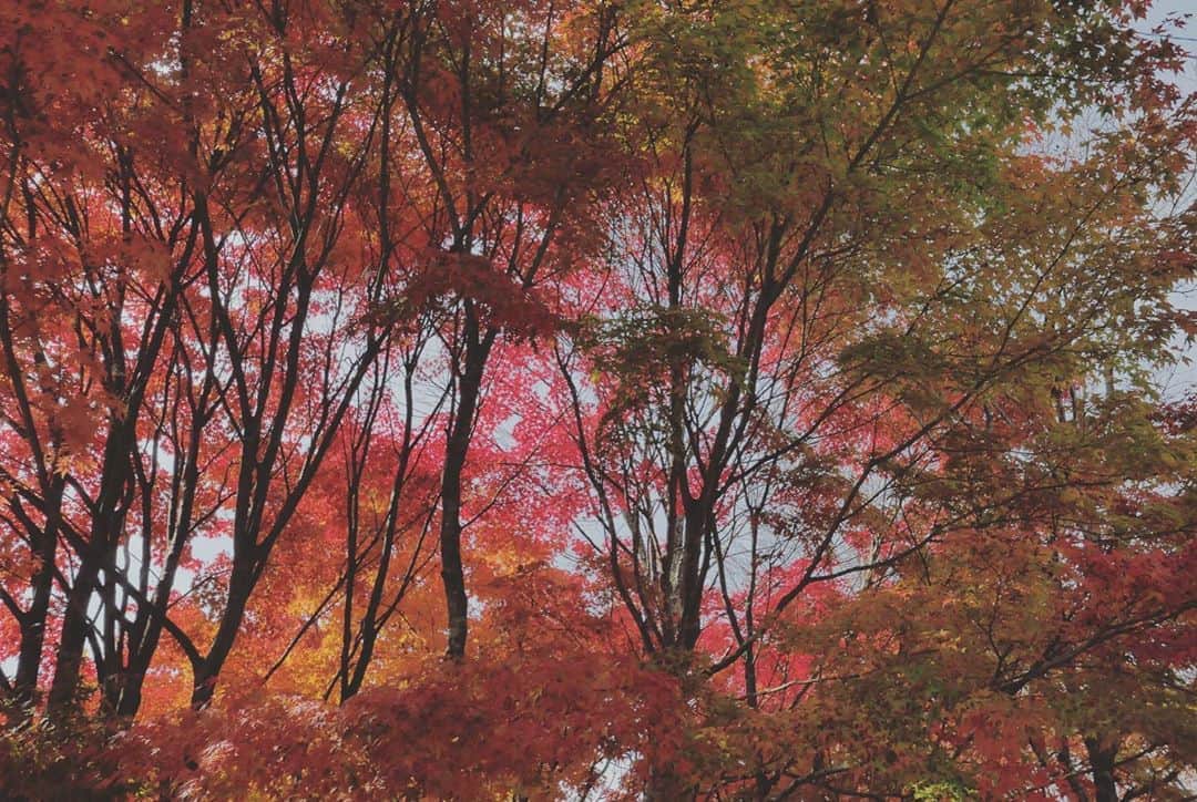 山本真由美さんのインスタグラム写真 - (山本真由美Instagram)「. . 🍁🧣🍂 . 燃ゆる赤 . 鮮やかさに心奪われて我を忘れそう。 😌 . #紅葉　#autumnleaves #tree  #photograph #camera #カメラ #leica  #red #甲斐駒ヶ岳　#八ヶ岳　#富士山　　 #mtfuji #mountain #nature  #japan #nagano #yamanashi  #trip #stay #長野 #山梨 #likeforlikes  #season #onsen #sauna #gradation」11月4日 10時46分 - mayumi_yamamoto.official