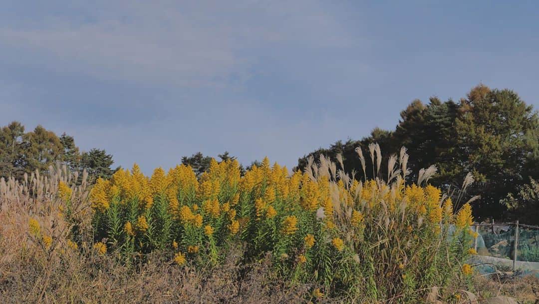 山本真由美さんのインスタグラム写真 - (山本真由美Instagram)「. 🌾🌾🛵💭　 . . ｙｅｌｌｏｗ . . #yellow #紅葉　#autumnleaves #flower  #photograph #camera #カメラ #leica  #red #甲斐駒ヶ岳　#八ヶ岳　#富士山　　 #mtfuji #mountain #nature  #japan #nagano #yamanashi  #trip #stay #長野 #山梨 #likeforlikes  #season #onsen #sauna #gradation」11月4日 11時03分 - mayumi_yamamoto.official