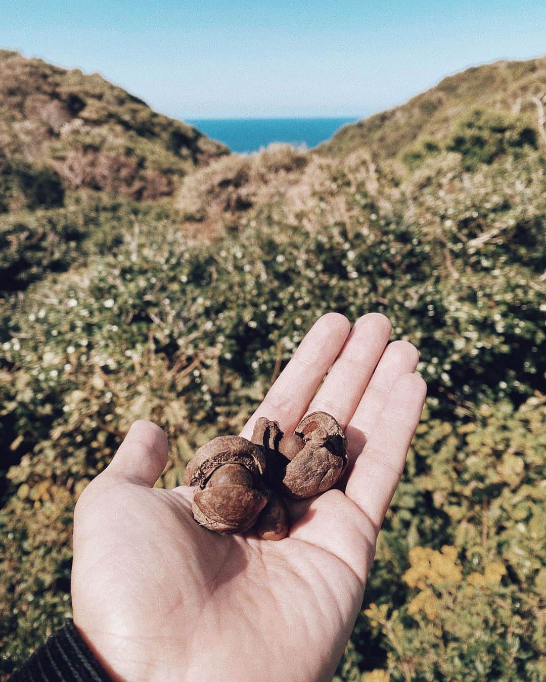 三浦大地さんのインスタグラム写真 - (三浦大地Instagram)「唐津から船で加唐島へ。  加唐島には4万5千本の椿が自生していて、地元の漁師さん達は漁以外の時間は椿の種を集め圧搾してオイルを作っています。  人も自然の循環の一つだということを実感できれば、色んなことがもっと幸せに感じられるし、生きてて良かったって思える。  #加唐島 #加唐島の椿」11月4日 11時23分 - daichi_1127