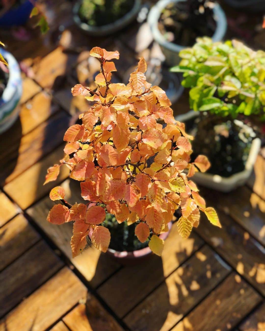 金成公信のインスタグラム：「イワシデのホンノリオレンジが美しい。#イワシデ #盆栽 #bonsai #bonsaijapan #japanesebonsai #wabisabi #bonsailovers #bonsailife #bonsaitree #bonsaiart #bonsaigram #bonsaiworld #plants #tree #greenlife #greenlifestyle #苔 #moss #睡蓮 #睡蓮鉢 #ビオトープ #biotope #メダカ #waterlilybowls」