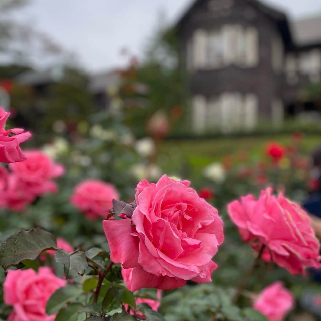 小川永子のインスタグラム：「秋のおさんぽ。 バラに癒されて🌹  #旧古河庭園 #🌹  #rose  #花好きな人と繋がりたい  #アナウンサー #iphoto  #iphone11」