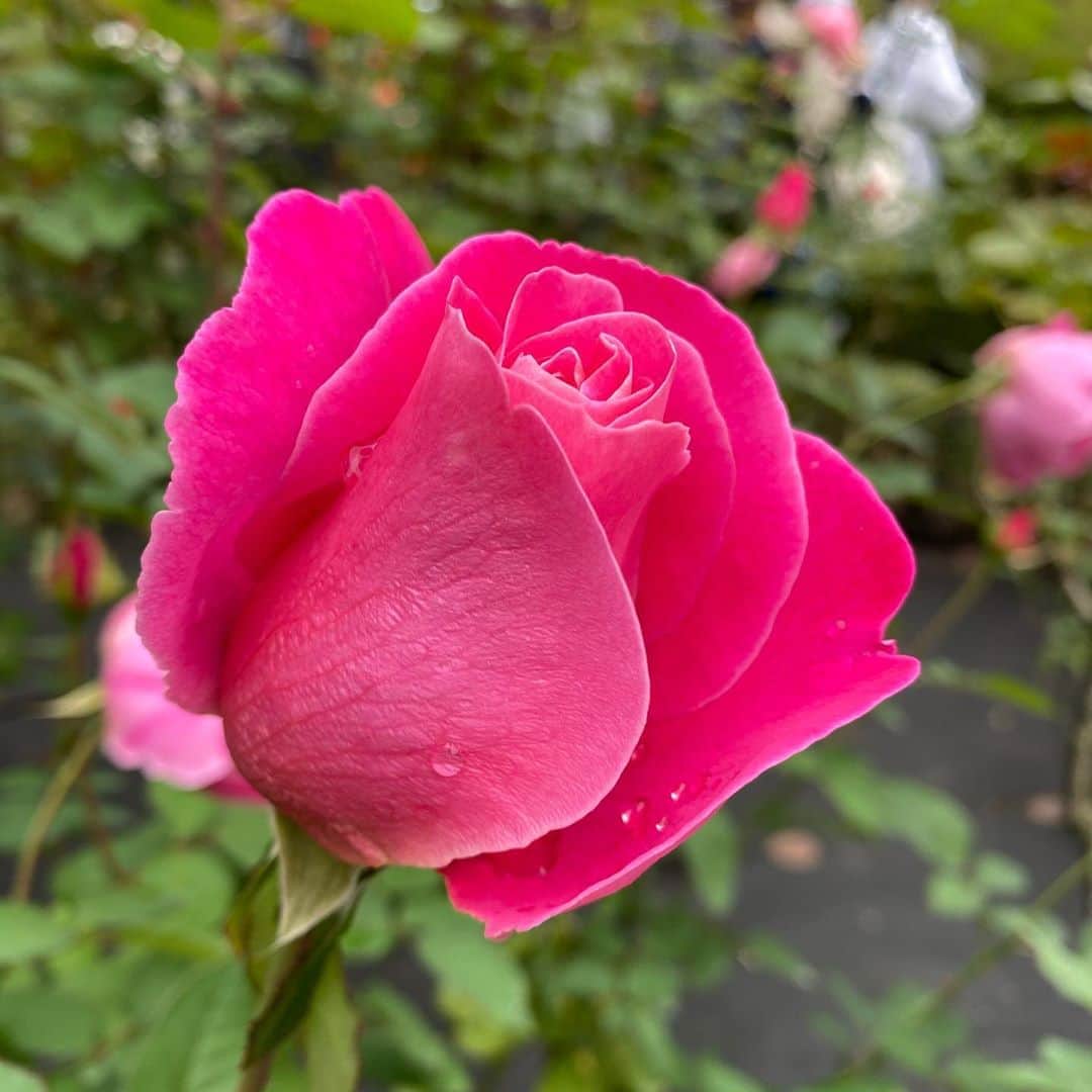 小川永子さんのインスタグラム写真 - (小川永子Instagram)「秋のおさんぽ。 バラに癒されて🌹  #旧古河庭園 #🌹  #rose  #花好きな人と繋がりたい  #アナウンサー #iphoto  #iphone11」11月4日 12時01分 - hisak03