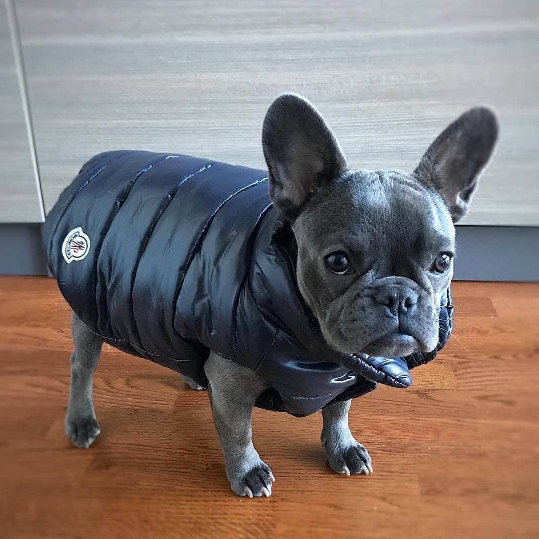 French Bulldogさんのインスタグラム写真 - (French BulldogInstagram)「I'm ready for the winter ❄ @mysti.bleu.frenchie . . . . . #frenchie #frenchies #frenchies1 #frenchiepuppy #frenchiesofinstagram #frenchbulldog #frenchbulldogs #frenchbulldogpuppy #frenchbulldogsofinstagram #fralla #fransebulldog #französischebulldogge #flatnosedogsociety #bulldogfrances #bouledogue #bouledoguefrancais #batpig #buhi #frogdog #squishyface #squishyfacecrew #redfawn #フレンチブルドッグ #フレンチブルドッグ #フレブル #ワンコ」11月4日 21時36分 - frenchie.world
