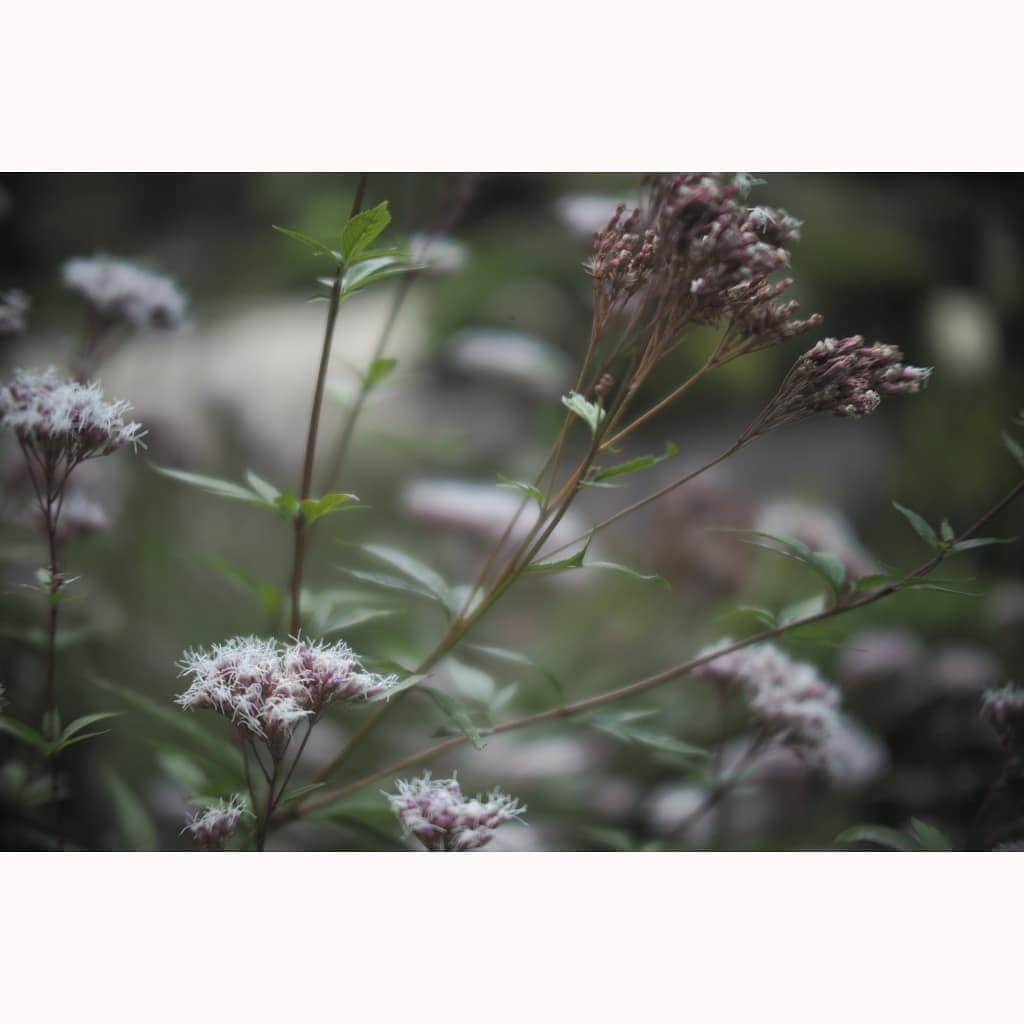 花澄さんのインスタグラム写真 - (花澄Instagram)「秋の花。  macro switar 26mm f1.1 olympus pen  #tokyo#japan#olympus#olympuspen#olympuspenepl8#switar#macroswitar#macroswitar26mm#oldlens#cinelens#オールドレンズ#シネレンズ#oldlens_tokyo#花澄#tokyocameraclub#kazumiphotography#京都#詩仙堂」11月4日 21時57分 - textisan