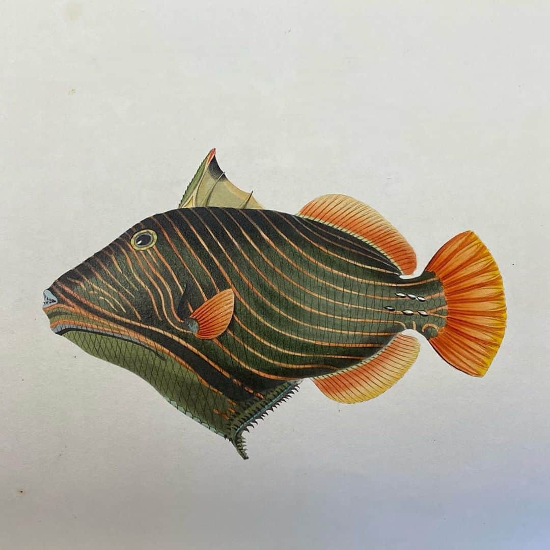 サザビーズさんのインスタグラム写真 - (サザビーズInstagram)「🐡🐠🐟 Plenty more fish in the sea... this spectacular publication on tropical fish is 200 years old, and filled with 30 hand coloured drawings. Many of the species shown were new to science at the time🔍   Swipe to see our favourites 👉  Visit Sothebys.com/Travel for more! #SothebysBooks」11月4日 21時57分 - sothebys