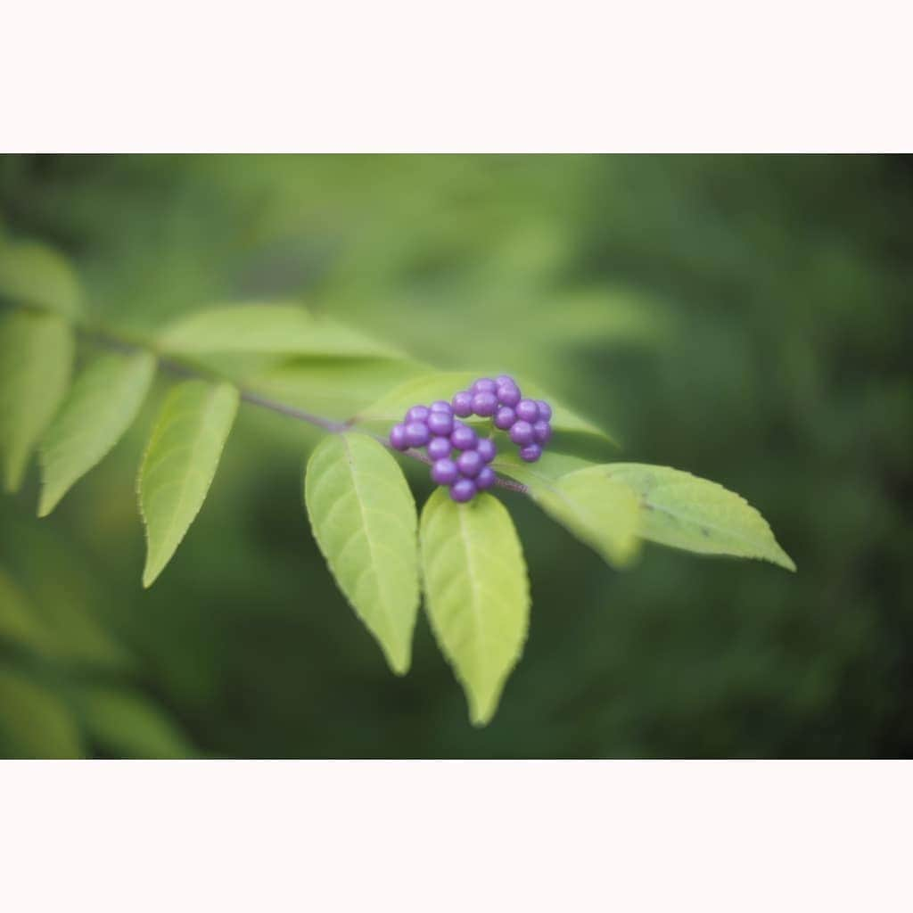 花澄さんのインスタグラム写真 - (花澄Instagram)「macro switar 26mm f1.1 olympus pen  #tokyo#japan#olympus#olympuspen#olympuspenepl8#switar#macroswitar#macroswitar26mm#oldlens#cinelens#オールドレンズ#シネレンズ#oldlens_tokyo#花澄#tokyocameraclub#kazumiphotography#京都#詩仙堂」11月4日 22時06分 - textisan