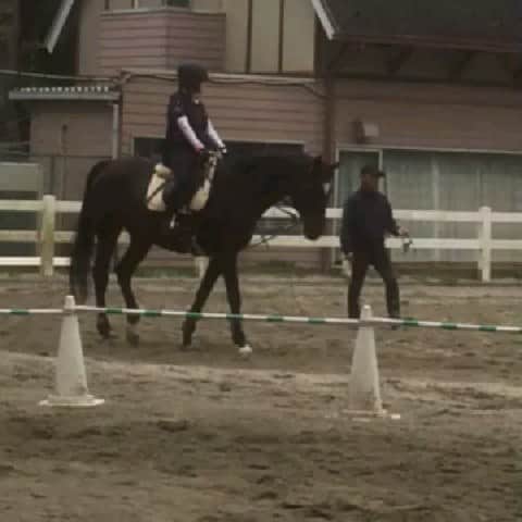 のインスタグラム：「10/28 乗馬　アンジェノアール。お友達が動画を撮ってくださいました。ボロしているところ、嬉しい！　ボロしている瞬間って、お腹がふくれて、深く呼吸して、内蔵が動いているのを感じます。どの動物もそうですが、元気に生きてくれていると感じられる一瞬です❤️３ヶ月ぶりなのでゆったり。 #アンジェノアール #東京乗馬倶楽部」
