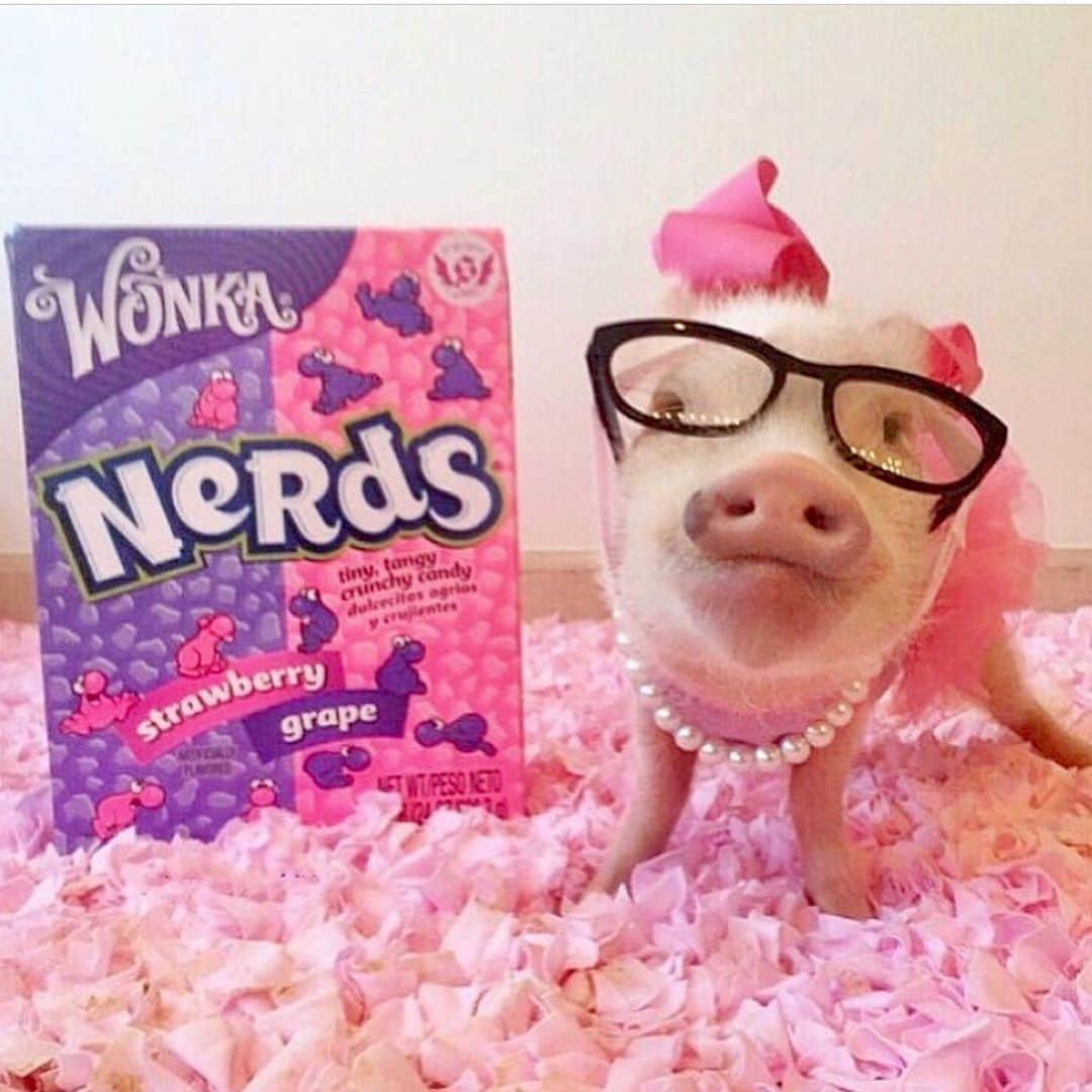 Priscilla and Poppletonさんのインスタグラム写真 - (Priscilla and PoppletonInstagram)「Talk nerdy to me!🐷👓Happy #NationalCandyDay! What’s your favorite candy?🐷🍭#nerds #itsugar #babyprissy #PrissyandPop」11月4日 22時09分 - prissy_pig