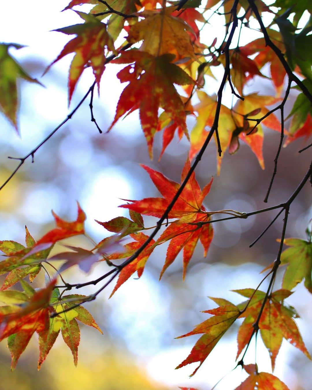 比嘉バービィさんのインスタグラム写真 - (比嘉バービィInstagram)「朝晩はグッと冷える🍁  暖かくして過ごそう。  #staywarm  #autumn #fall #秋 #紅葉  今年は#四季 を感じてないな。」11月4日 22時11分 - barby724
