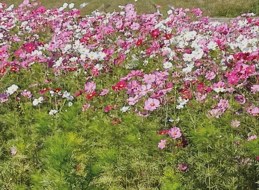 安藤咲弥のインスタグラム：「岡山県」