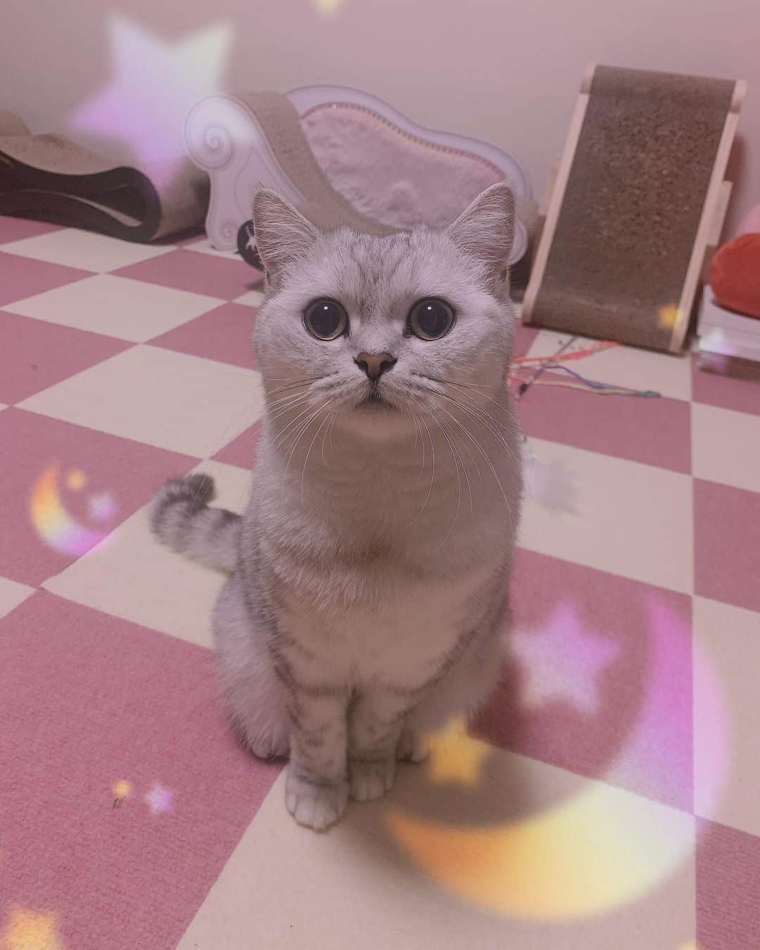 あやみ旬果さんのインスタグラム写真 - (あやみ旬果Instagram)「今日もありがとう  #猫のいる暮らし  #目の腫れ早く治りますように  #わたしが笑」11月4日 22時27分 - ayami_syunnka0815