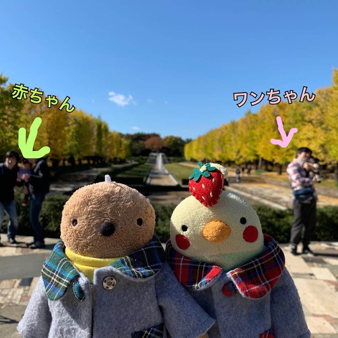 江口ともみさんのインスタグラム写真 - (江口ともみInstagram)「初めて昭和記念公園行ったよ‼️  お天気良くて気持ちよかった😊  2枚目の写真、気づいたら左は赤ちゃん右はワンちゃん抱っこして写真撮る夫婦。うちはオラたちでちょっと面白かった😂かあさんもオラたち抱っこしてたらもっと面白かったのにね‼️  まだまだ写真あるから続きはまた後でねー🍁  #fumofumosan #フモフモさん  #もぐたろう#おかちゃん #さらお#さらのすけ #昭和記念公園#お散歩」11月4日 22時30分 - tomomin.eguchi