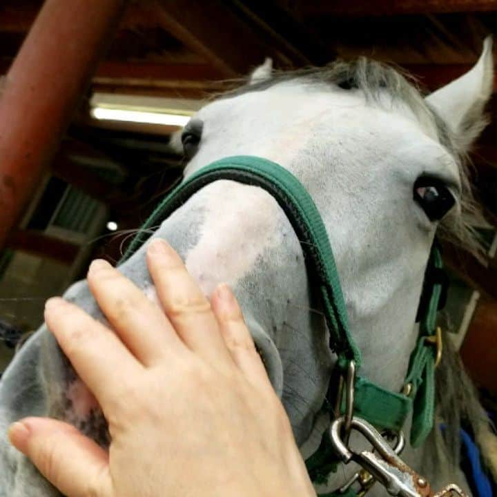 のインスタグラム：「ホワイトアルバム　口いじり。最初はくちさきは固かったですが、少しずつリラックスしてきて、遊びモード、甘えん坊モードに入り。口先はゆるんできて柔らかくなってきましたぁ。可愛い❤️」