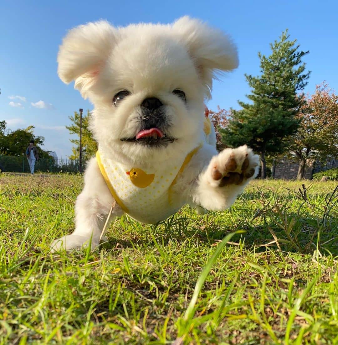 こなつのインスタグラム：「ぴょんぴょ〜ん🐶🐾💛💚💛💚💛」