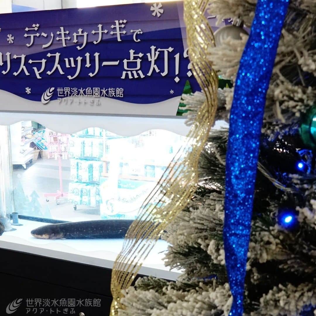世界淡水魚園水族館 アクア・トト ぎふのインスタグラム：「クリスマスシーズンを迎え、当館にもツリーが登場しました！ なんと、デンキウナギの発電に反応して輝きます。よりたくさんの輝きが見られるかはデンキウナギ次第です。 ちなみに昨日今日は朝がよく光っていましたよ。  #アクアトト #アクアトトぎふ #アクアトト岐阜 #水族館#クリスマス#デンキウナギ」