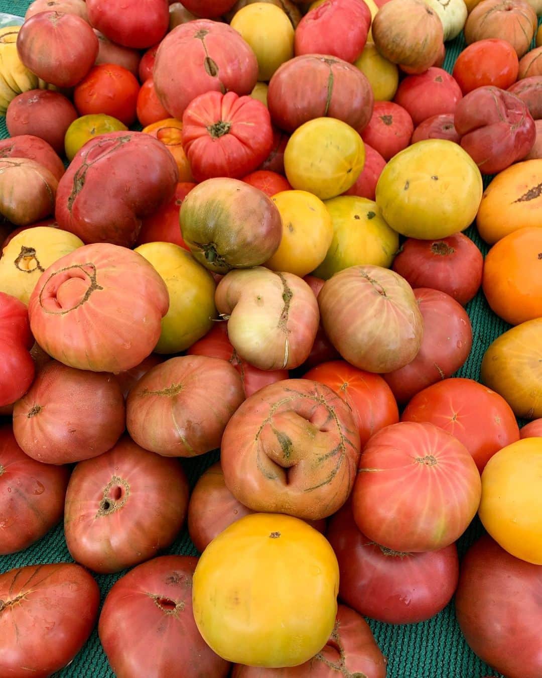 高木りなさんのインスタグラム写真 - (高木りなInstagram)「ファーマーズマーケットで目についた#エアルームトマト 🍅💛わが家はみんなトマト嫌いだけど、色も形も違うこのトマトに惹かれ買ってみました✨息子たちに食べてもらうためにどう調理しようかな👩🏻‍🍳💓 下に敷いてるオーガニックコットンガーゼは @commun_commun 今まで手にしたガーゼの中でも一番手触りが良くておすすめです。次男くんのフェイスタオルにも使っています💓  파머스마켓에서 눈에 띈 #에어룸토마토 🍅 우리 집은 모두 토마토 싫어하지만, 색깔도 형태도 다르고, 궁금해서 사보았습니다 ✨ 아들들에게 주기 위해서 어떻게 요리할까... 🤔✨ 밑에 깐 오가닉코튼 거즈는 @commun_commun  지금까지 쓴 거즈중에 가장 감촉이 좋은거 같아요. 둘째의 얼굴용 수건으로도 쓰고있어요💗 . . .  #heirloomtomatoes #heritagetomatoes #farmersmarket #tomato #commun_commun #gauze #krinkle #꾸마꾸마 #주방소품 #거즈 #ガーゼ #オーガニックコットン #ハンドメイド」11月4日 14時31分 - rinasvoyage
