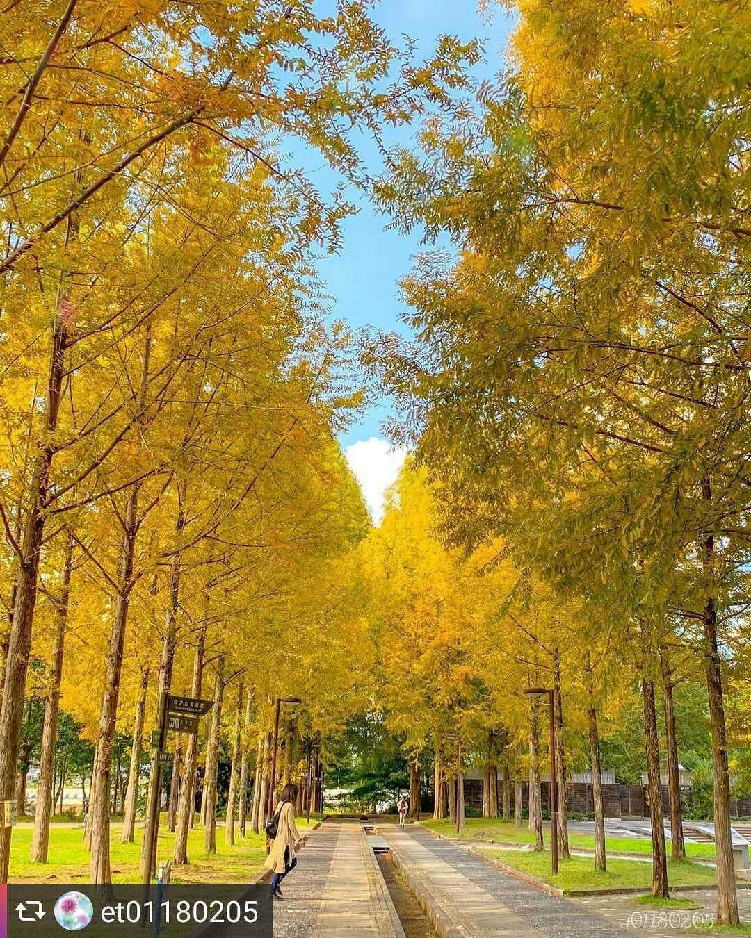 兵庫県さんのインスタグラム写真 - (兵庫県Instagram)「兵庫県公式インスタグラム『love_hyogo』です。  love_hyogoでは皆さんが#lovehyogo のハッシュタグを付けて投稿していただいた写真を紹介をさせていただきます。  本日のピックアップは @et01180205さんのお写真です👑 ハッシュタグをつけての投稿ありがとうございます🙏  写真は、西脇市にある『日本へそ公園 流星の道』での一枚です📷✨  緑の葉から黄色く色づいたメタセコイア並木。深い黄色と青い空のコントラストが爽やかさを添えてとても綺麗にですね。秋の深まりと共にさらにオレンジ色へと染まってゆくのも楽しみですね〜🍁🌿  メタセコイアは針葉樹では珍しく落葉し、他には中々ない褐色がかったオレンジ色に染まります。細かい葉が集った羽根のような葉が日に照らされ鮮やかなオレンジ色になったり、落葉が始まるとレンガ色のじゅうたんとなって迎えてくれます。 時間の経過とともにいろんな表情をみせてくれるところが、紅葉の妙ですね🍂😊  11月に入り本格的な紅葉シーズン到来❗ 兵庫の秋を歩いてみられるのはいかがですか👟🌿  兵庫にまつわる投稿は#lovehyogo のハッシュタグをお願いします👈  −−−−−−−−−−−−−−−−−−−−−−−−−−−−−−−−−−−−−−−−−−−−−−−−−−−−−−−− 兵庫県では、新型コロナウイルス感染拡大を予防する『ひょうごスタイル』（📍3密（密閉、密集、密接）の回避📍身体的距離の確保📍マスクの着用等）の推進のご協力をお願いしています。  #兵庫県#兵庫#lovehyogo#love_hyogo#photooftheday#followme#西脇市#日本へそ公園#メタセコイア#紅葉#黄葉#褐葉#紅葉見頃#紅葉のじゅうたん#自慢したい兵庫の景色」11月4日 14時47分 - love_hyogo