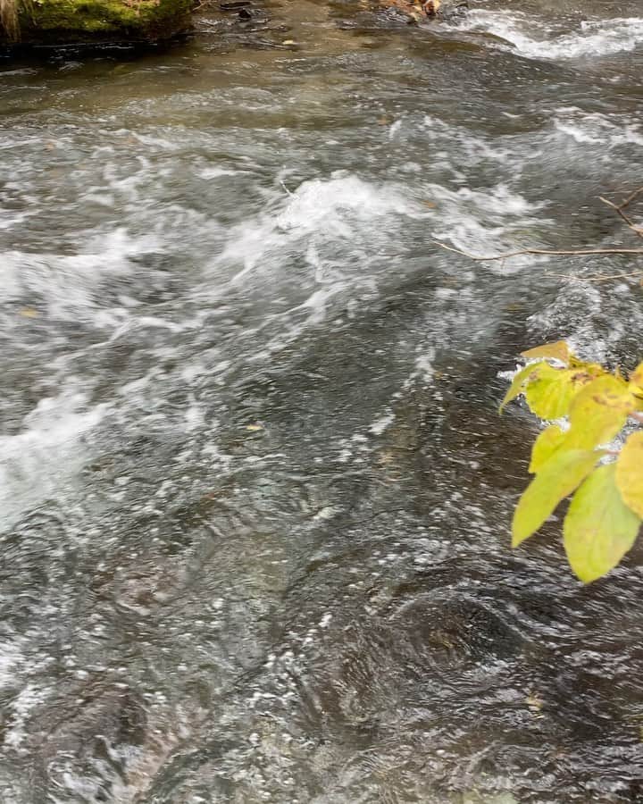 軍地彩弓のインスタグラム：「誘われて軽井沢。 今が最高潮の紅葉🍁。温泉行って、美味しいパン買って。 GOTO トラベルで6000円のお小遣いまで頂いて、幸せです。 私は田舎育ちだから、なおのこと、時々山や川があるとこに行きたくなる。今の実家には近くの田んぼも無くなっちゃたけど、秋になれば新米が食べたくなるし、きのこも食べたい。 そうやって旬や季節の移ろいに一番感動するようになったなあ。 澄んだ空気が愛おしい。  最近友人のフィードが自然でいっぱい。価値基準が変わる始めたみたい。  #軽井沢　#autumn」