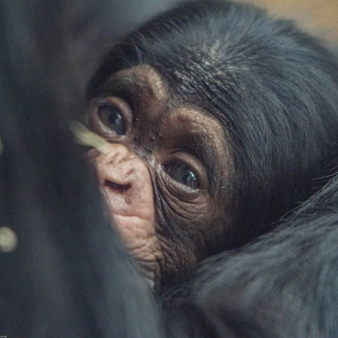 タロンガ動物園さんのインスタグラム写真 - (タロンガ動物園Instagram)「The most beautiful face we ever did see!   Thankyou @nikkileungphotos for capturing this incredible shot!  #forthewild」11月4日 15時00分 - tarongazoo