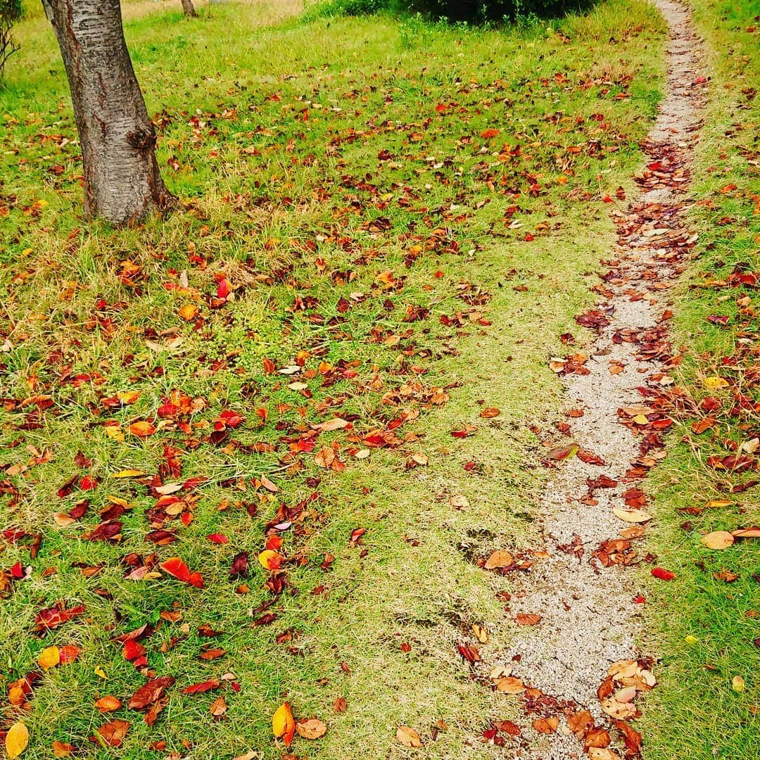 伊勢みずほさんのインスタグラム写真 - (伊勢みずほInstagram)「桜は散った葉でさえも  彩り美しいな。  #秋 #紅葉 #桜 #桜の葉 #公園 #散歩 #寒い #冷たい #美しい #芝生 #赤い葉 #小路 #晩秋 #冬が来る #お散歩 #🌸 #🍁 #❄️ #しんみり #落ち葉 #🍂 #🍃」11月4日 15時27分 - isemizuhoo