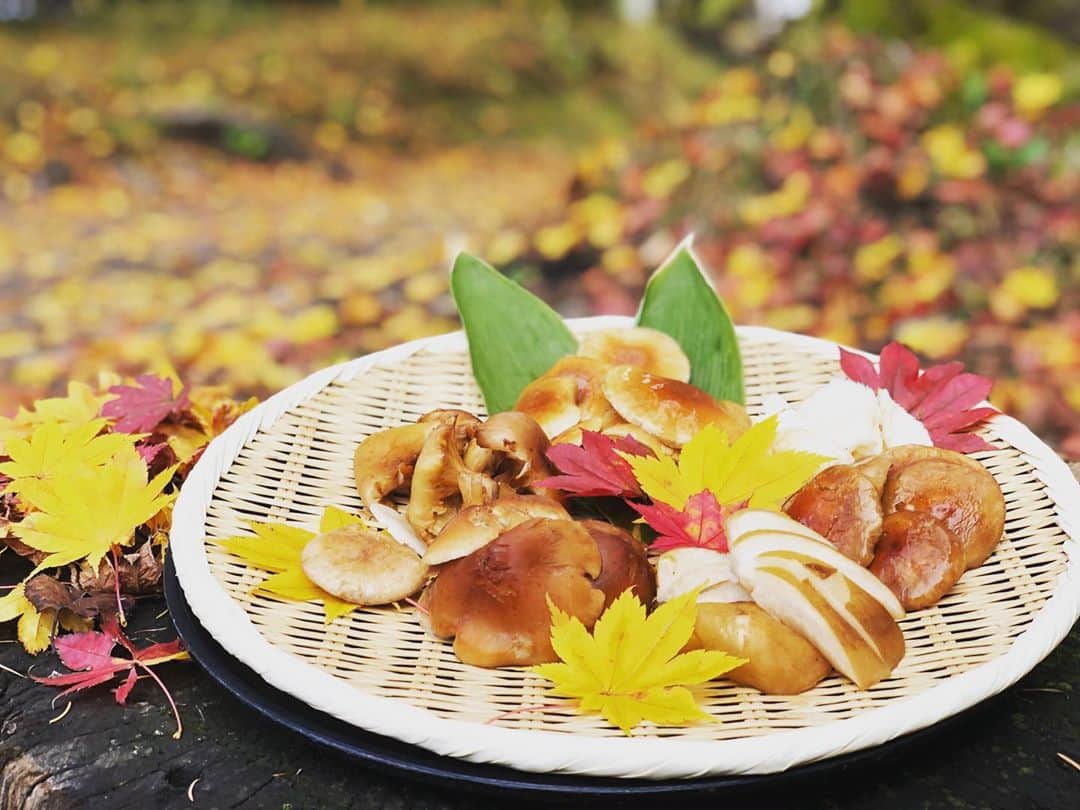 篠原信一のインスタグラム：「秋の味覚！天然きのこ狩りを紅葉とともに🍄🍁 なめこ、むきたけ、くりたけ など！ #きのこ狩り #天然 #紅葉 #信濃町 #野尻湖 #土曜はこれダネッ」
