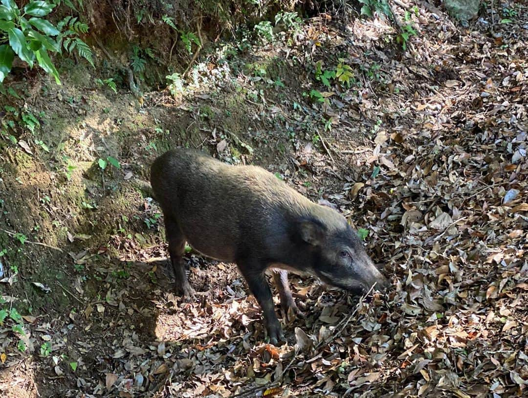 南杏奈さんのインスタグラム写真 - (南杏奈Instagram)「福岡やっぱり好きだな〜💕  野生の🐗みつけたよ✨ かわいかった🥰 _ __ _ __ #gotoトラベル #gotoキャンペーン #皿倉山 #景色綺麗 #北九州 #福岡観光 #福岡旅行 #国内旅行 #アクティブ女子 #自然が好き #アウトドアライフ #kitakyushu #fukuoka #japantravel #goto #followｍe #japanesegirl #instagood #photo_jpn #japan_of_insta #bestphoto_japan #outdoorlife #instalike」11月4日 15時42分 - anna1031__