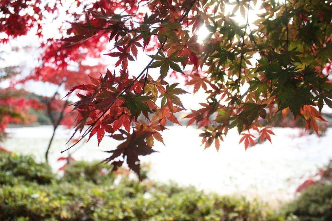 イズミのインスタグラム：「11月3日 キラキラした湖面と 紅葉が最高に綺麗🍁 #南湖公園 #白河」