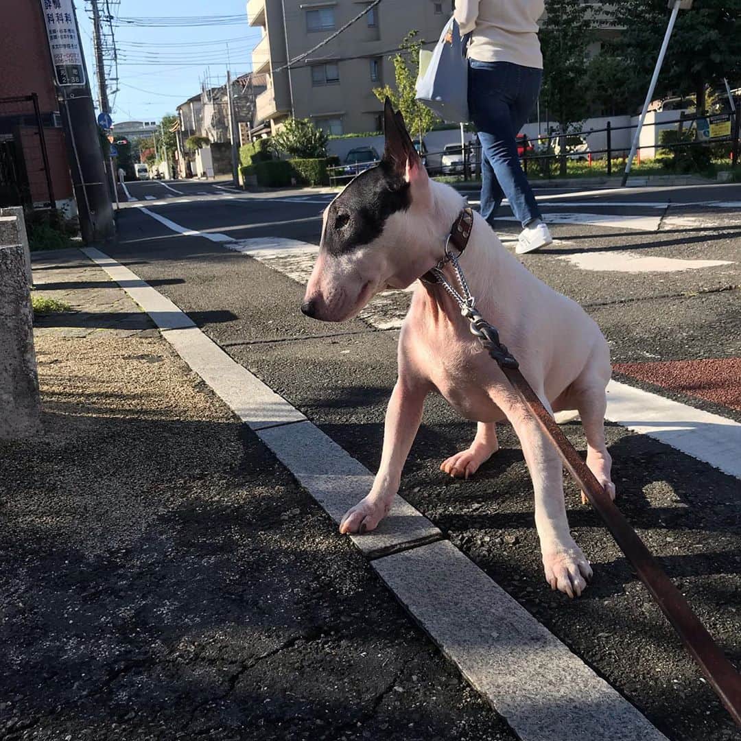 のインスタグラム：「#minituru#bull#terrier#minibullterrier#miniturubullterrier#dog#dogstagram#cute#qtaro#love#family#ミニチュア#ブルテリア#ミニチュアブルテリア#Q太郎#座り込み#まだ遊びたい」