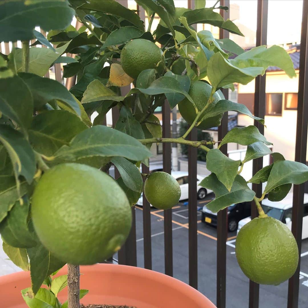瀬戸内レモン農園さんのインスタグラム写真 - (瀬戸内レモン農園Instagram)「.﻿ こんにちは(^^)﻿ ﻿ いつもご覧いただきありがとうございます🍋﻿ 今年から広島市の事務所でも﻿ レモンの木を育てることになりました🥳﻿ （農園は尾道市の生口島にあります）﻿ ﻿ 最近の広島市内は朝晩だいぶ寒くなってきました！﻿ 風も冷たく、冬が近づいてきています☃️﻿ 冬といえばレモンの季節ですねヽ(´▽｀)/﻿ 夏のイメージが強いれもんですが、﻿ 実は今の時期はグリーンレモンで﻿ 12月中旬ごろから黄色くなります🍋﻿ 写真は本日（11/4）撮影したのですが、﻿ 少しづつ黄色く変化してきています☺️﻿ これからの成長が楽しみです☺︎﻿ ﻿ #瀬戸内レモン農園レモン日記﻿ ﻿ ﻿ #レモン #レモン日記 #瀬戸内レモン農園 #ヤマトフーズ #檸檬 #lemon #レモスコ #瀬戸内レモン #広島」11月4日 17時09分 - yamatofoods