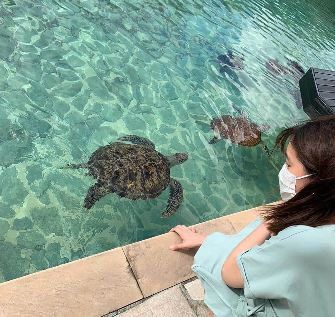 葉加瀬マイさんのインスタグラム写真 - (葉加瀬マイInstagram)「ウミガメ可愛すぎない？🐢🥺 シギラベイサイドスイートアラマンダのプールにウミガメさんがたくさんいて、癒されました🥺💓  #シギラベイサイドスイートアラマンダ #宮古島　#宮古島旅行 #沖縄　#okinawa #miyakojima #미야코지마 #오키나와」11月4日 17時03分 - m.hakase