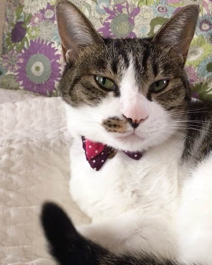 のインスタグラム：「＊ ＊ 🌿  USAKO 🌿 ＊ ・ 何年か前の うさこ🐾何年か…でも充分 熟女！！ 今年13歳 来年は14歳 当たり前ですねぇ〜〜😹 一緒に過ごせる時間を大切にしたいと思います🐾 もちろん 春太郎とも🐾 ＊ ＊  ◝(⑅•ᴗ•⑅)◜..°♡ ◌⑅⃝♡*ℋᵅᵖᵖᵞ*♡⑅⃝◌  ＊ ＊ #cats_of_instagram  #TheDailyKitten  #cats_of_world #balousfriends  #catloversclub  #cat_features #catstocker #themeowlife  #sweetcatstime  #thedailykitten #cats_of_instworld #IGersJP #happypetclub #bestmeow #保護猫 #catsfollowers  #13歳 #catsofday #happycatclub #sweetcatclub #catsnet #instacat_meows #cutieanimalspage #熟女 #thedailykitten #うさこ #イブル #nyancon01 #sippoストーリー　#petokotolife ＊ ＊ 🌿🌿🌿🌿🌿🌿🌿🌿🌿🌿🌿🌿🌿🌿🌿🌿」