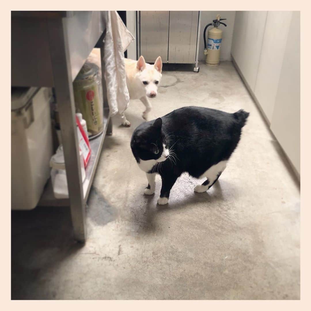パンといっぴきのインスタグラム：「#元保護犬 #雑種犬 #犬と猫 #元保護猫 #白黒猫 #ハチワレ #blackandwhitecat #crossbreed #tuxedocat #mixdog #catanddog #キップル14歳」