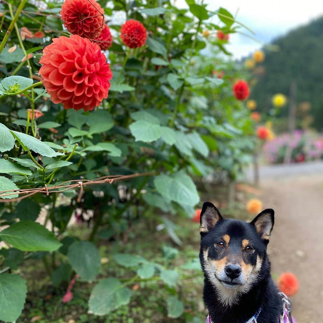 平山ユージさんのインスタグラム写真 - (平山ユージInstagram)「Family day @ogano_town  Visit @ogano_town  家族の日 @ogano_town 訪れたのは @dahlia_ogano  ショコラの49日🙏 #小鹿野町観光大使」11月4日 17時32分 - yuji_hirayama_stonerider