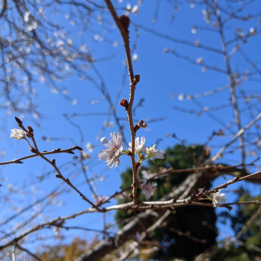 七帆ひかるのインスタグラム：「十月桜、初めて知りました🌸 秋に桜の木の下でお弁当を食べるというのも不思議な感じ😊  子供たち、学校の都合で八連休中です。 秋を探すという宿題の為か、それとも某ユーチューバーのアスレチック鬼ごっこ動画の現場に行きたかったのか…。 リクエストの公園にわざわざ車で出かけたのに何とアスレチック工事中…。 ガッカリしたけど、二人ともすぐ友達作って楽しく遊んでました。  #飛鳥山公園　#渋沢史料館　#渋沢栄一 #十月桜 #アスレチック」