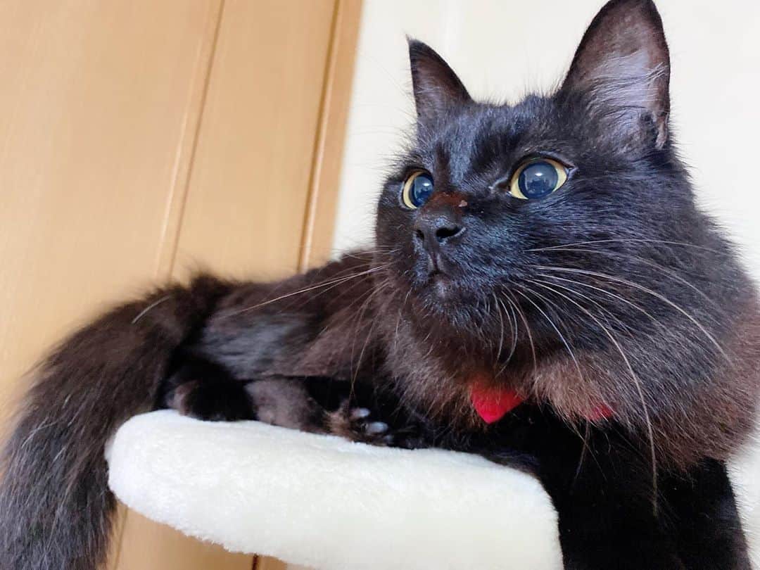 長谷川玲奈さんのインスタグラム写真 - (長谷川玲奈Instagram)「なるちゃん(=^x^=) #cat  #ねこ　#猫　#黒猫」11月4日 17時34分 - bbg_rena0315