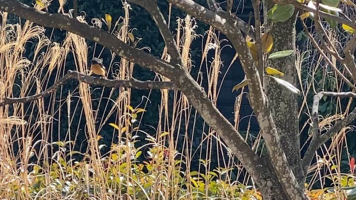 のインスタグラム：「【11月のガーデン便り】﻿ ﻿ 秋冬にやって来る野鳥たちの﻿ 鳴き声がチラホラ聞こえ始めました！﻿ ﻿ 今年は鳴き声だけで﻿ まだ姿を見られていませんが﻿ 今回はその中でも﻿ オレンジ色の丸いお腹が愛らしい﻿ ジョウビタキのオスの様子をご紹介します🧡﻿ ※動画と写真は昨年に撮影したものです📸﻿ ﻿ 比較的人懐っこいため﻿ 作業しているすぐ近くまで来て﻿ 尾っぽをちょこちょこ動かす姿を﻿ どうぞご覧下さい☺️﻿ ﻿ ﻿ ﻿ 【お庭の無料相談会開催】﻿ ハーブを育てたいけど何から始めたらいいか﻿ わからない！？そんな時はガーデナーに﻿ お庭づくりのご相談をしてみませんか？﻿ ﻿ 【開催日】﻿ 12/9(水)﻿ ﻿ 【時間】﻿ 10:30〜／14:00〜﻿ 【参加費】﻿ 無料・完全予約制・各回1組限定﻿ ご予約は﻿ お電話042-972-1787もしくは﻿ メディカルハーブハウス店頭で承ります！﻿ ﻿ ﻿ #生活の木 #薬香草園﻿ #メディカルハーブ﻿ #メディカルハーブガーデン﻿ #ハーブハウス﻿ #メディカルハーブハウス﻿ #ハーブ #ハーブ🌿 #ハーブガーデン﻿ #埼玉 #飯能 ﻿ #ジョウビタキ﻿ #野鳥 #秋冬の野鳥﻿ #ハーブのある暮らし﻿ #植物のある暮らし﻿ #ウェルネス #ウェルビーイング」
