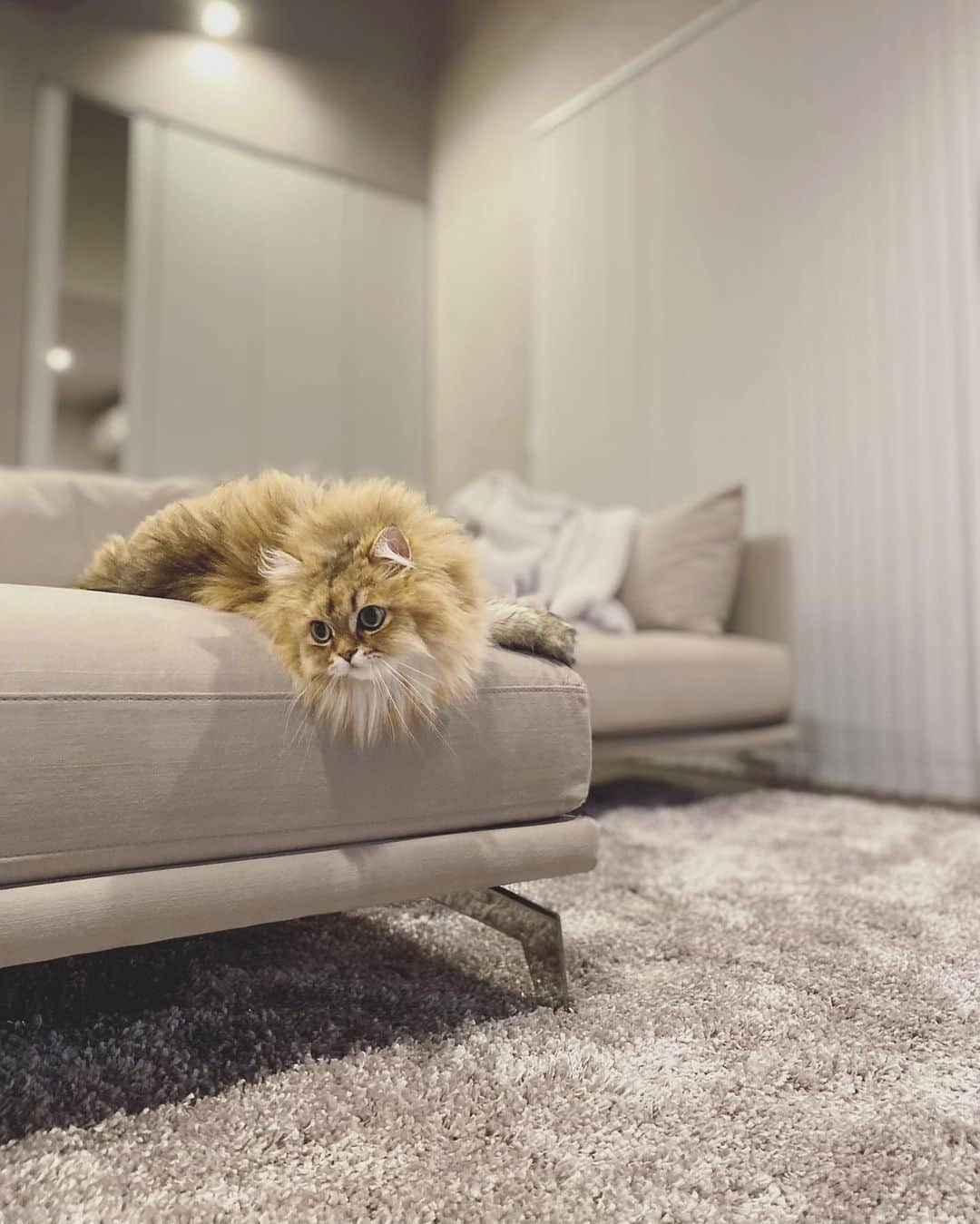 にこのインスタグラム：「Niko is highly sensitive cat, but she is adjusting to a new home little by little:)  クローゼットに隠れたがる  トイレ終わったアピールが長い  夜、他の部屋へ冒険に出る  床暖つけるとへばりついてる  すこしづつ慣れてきたね  #cat #moving #newhome #sofa #interlivax  #relaxtime  #livingroom」